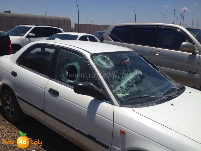 fight 2 famlilesi (6).JPG